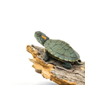 Buy Red-Eared Slider Turtle Online in India (Single)