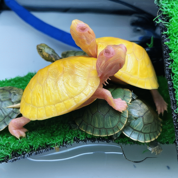 Albino Red-Eared Slider Turtle – Rare Live Pet for Sale Online in India (2-3 Inch Juvenile Single) - Image 5