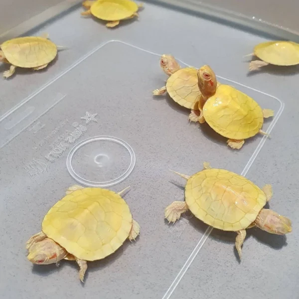 Albino Red-Eared Slider Turtle – Rare Live Pet for Sale Online in India (2-3 Inch Juvenile Single) - Image 4