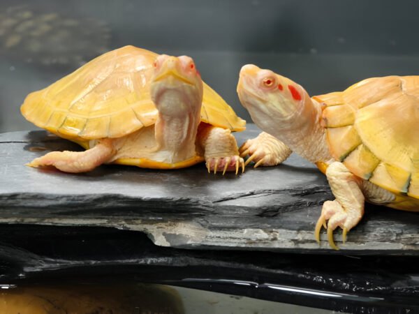 Albino Red-Eared Slider Turtle – Rare Live Pet for Sale Online in India (2-3 Inch Juvenile Single) - Image 3
