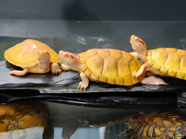 Albino Red-Eared Slider Turtle – Rare Live Pet for Sale Online in India (2-3 Inch Juvenile Single) - Image 2
