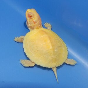 Albino Red-Eared Slider Turtle – Rare Live Pet for Sale Online in India (2-3 Inch Juvenile Single)