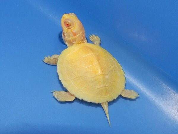 Albino Red-Eared Slider Turtle – Rare Live Pet for Sale Online in India (2-3 Inch Juvenile Single)