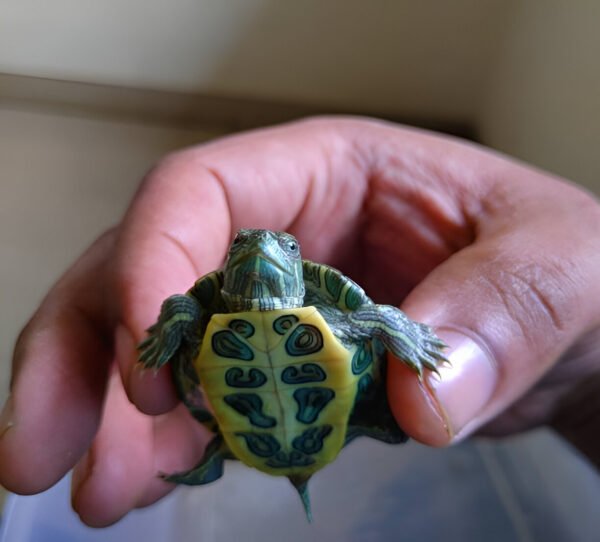 Buy Red-Eared Slider Turtle Online in India (Pair) - Image 5