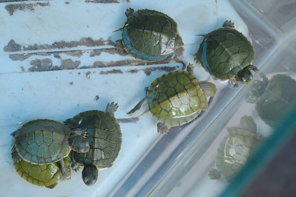 Buy Red-Eared Slider Turtle Online in India (Pair) - Image 4