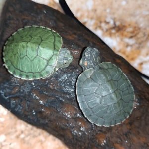 Red-Eared Slider Turtle – 2 Inch Juvenile | Buy Live Turtle Online in India (Pair)