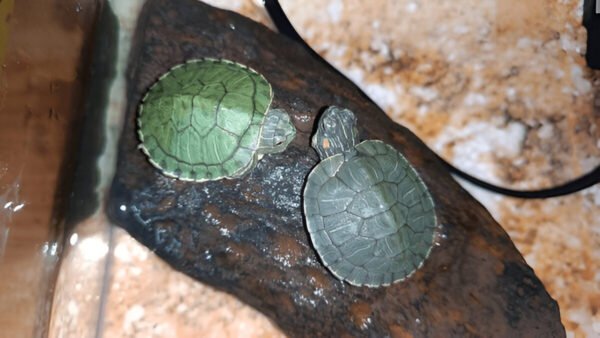 Buy Red-Eared Slider Turtle Online in India (Pair) - Image 3
