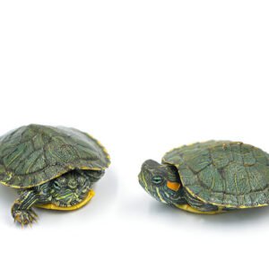Red-Eared Slider Turtle – 2 Inch Juvenile | Buy Live Turtle Online in India (Single)
