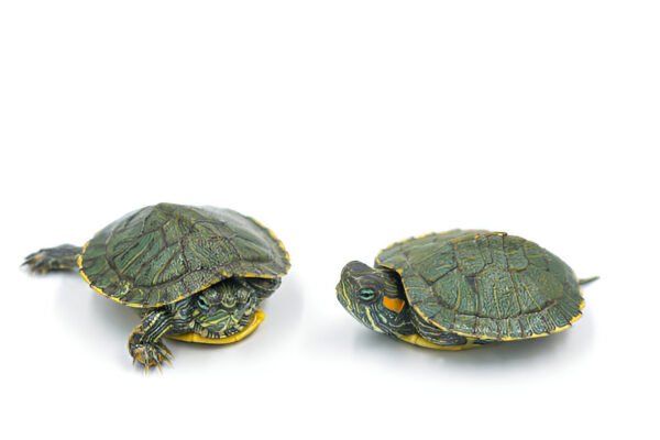 Buy Red-Eared Slider Turtle Online in India (Pair) - Image 2