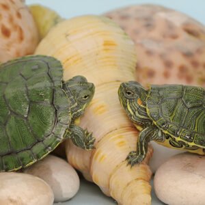 Buy Red-Eared Slider Turtle Online in India (Pair)
