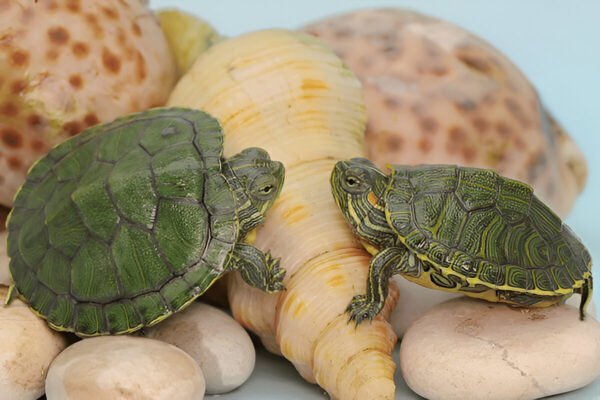 Buy Red-Eared Slider Turtle Online in India (Pair)