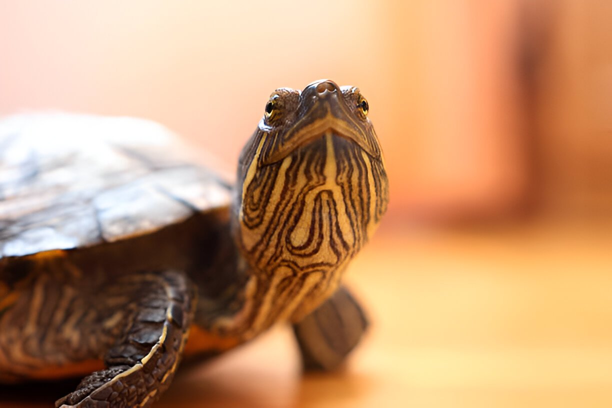 Cet turtle 1