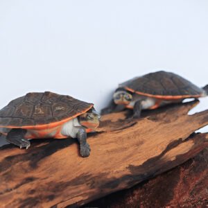 Pink Belly Sideneck Turtle – Rare Exotic Pet Turtle for Sale in India (3-4 Inch Juvenile Single)
