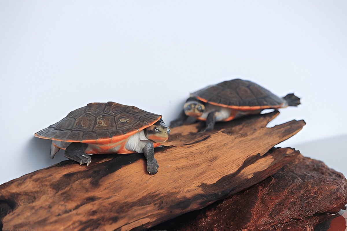 Turtle-rare-pink1 (4)