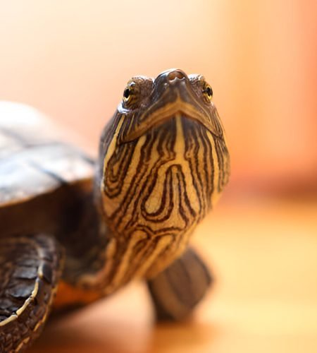 Cet turtle 1