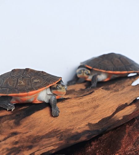 Turtle-rare-pink1 (4)